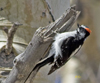 Downy Woodpecker male